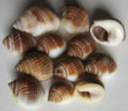 /products/nassarius-globosus-quoy-gaimard-1833/